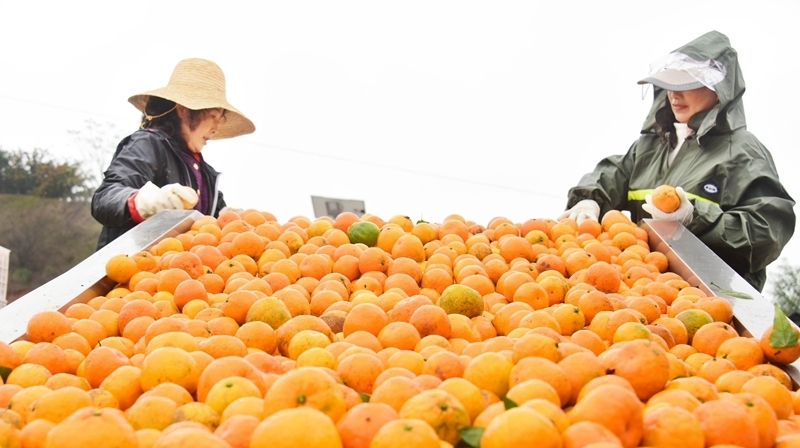 柑橘收獲忙