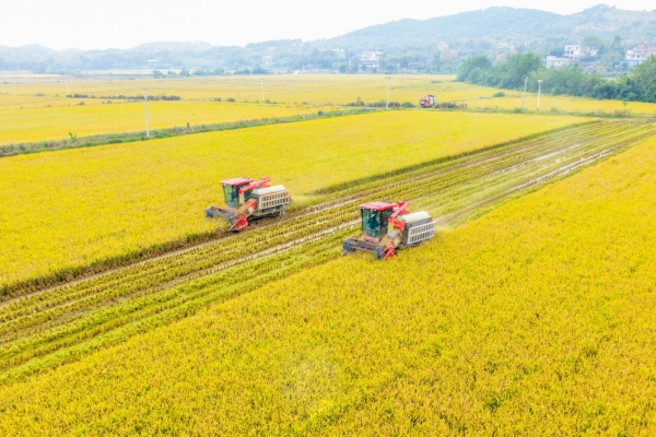 高標準農田喜獲豐收