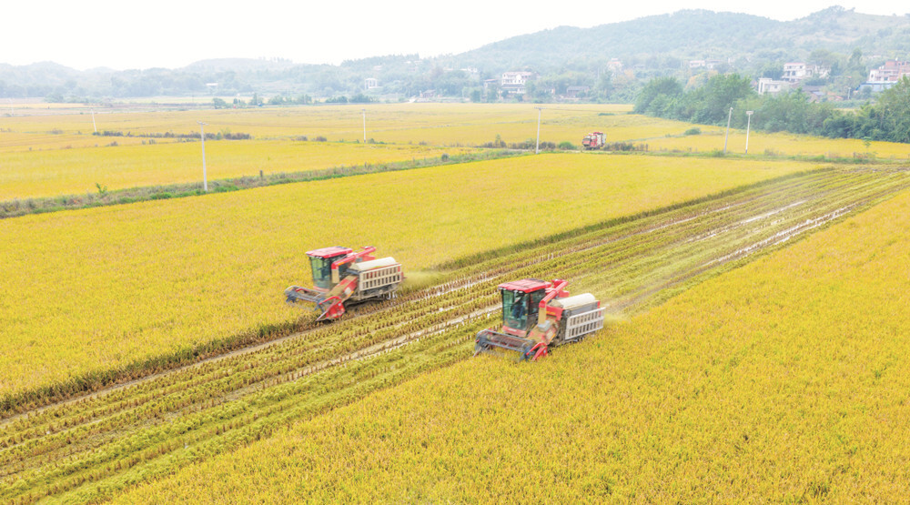 高标准农田喜获丰收