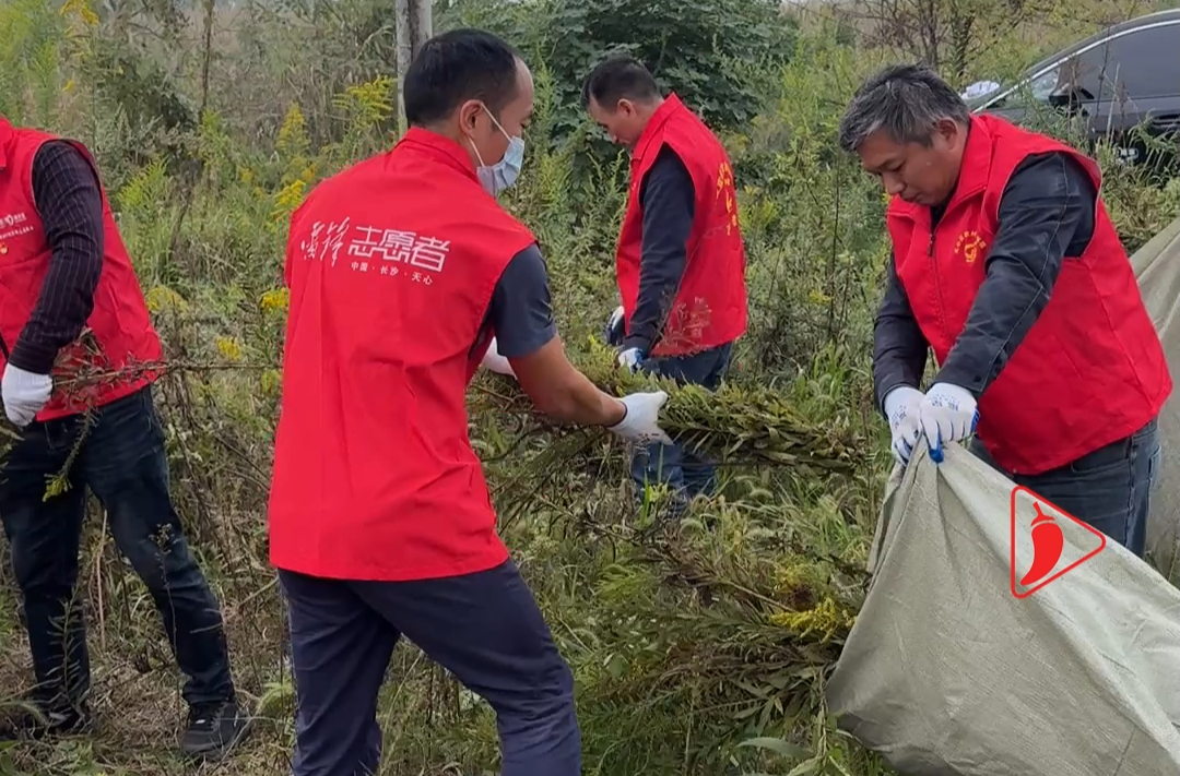見到這株小黃花 不要心軟立刻拔