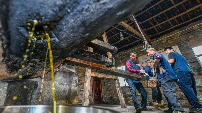 古法榨制 茶油飘香