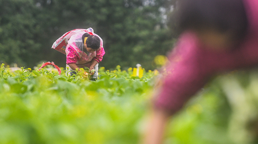 生態蔬菜搶“鮮”上市