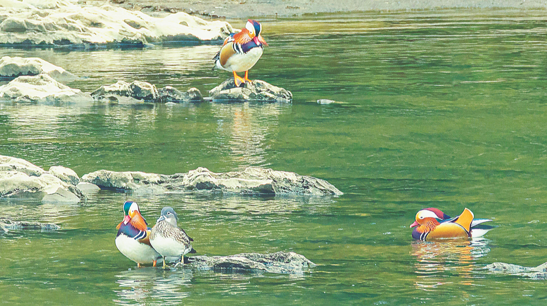 生態向好江水清 成群鴛鴦來越冬
