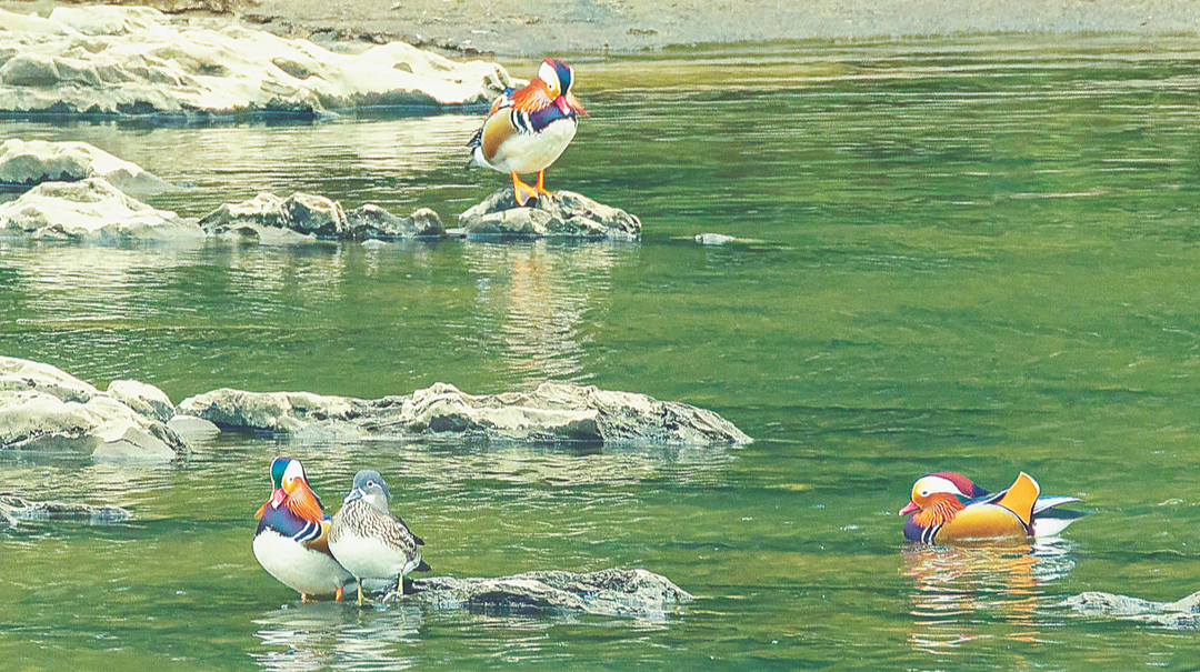 生态向好江水清 成群鸳鸯来越冬