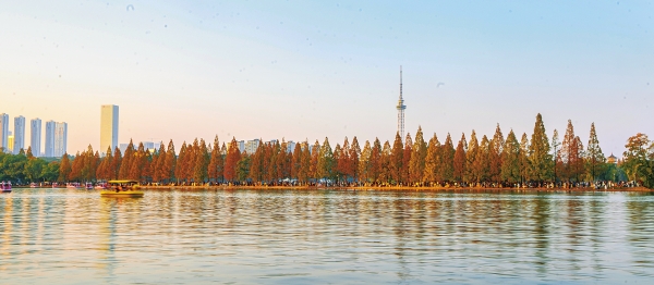 水杉渐红醉游人