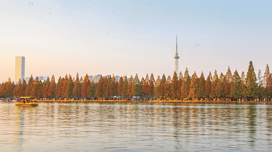 水杉漸紅醉游人