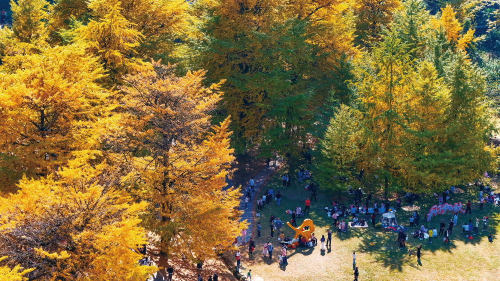 银杏披金醉游人