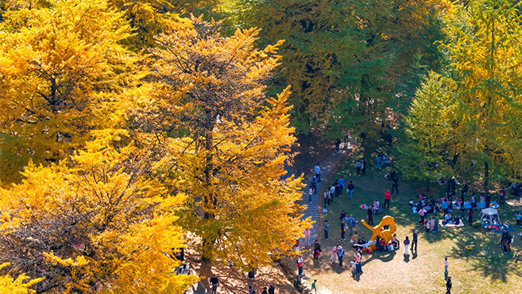 银杏披金醉游人