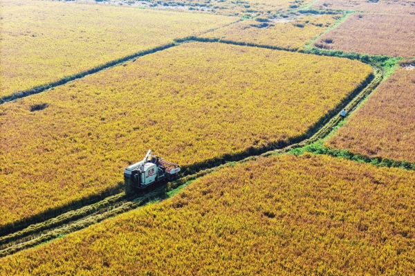 双峰县晚稻进入收获尾声|湖南日报·图片新闻