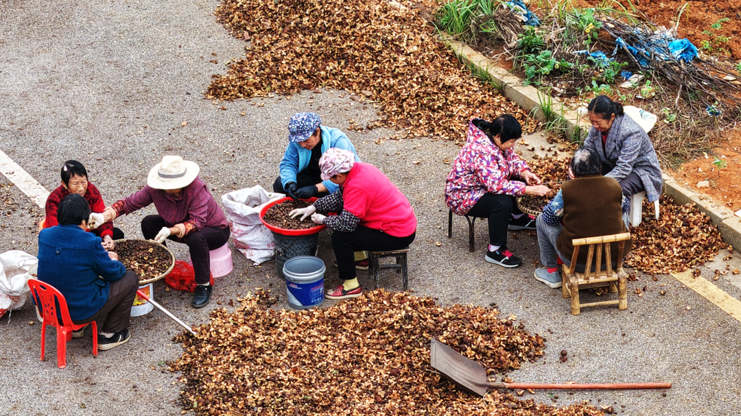 油茶產(chǎn)業(yè)助增收