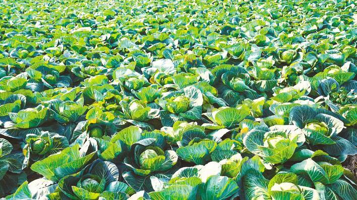 好評中國丨培育“金種子” 提穩(wěn)“菜籃子” 托起“好日子”