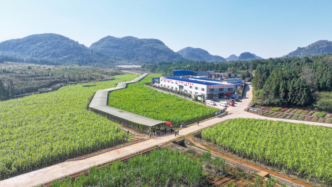 富硒甘蔗助增收