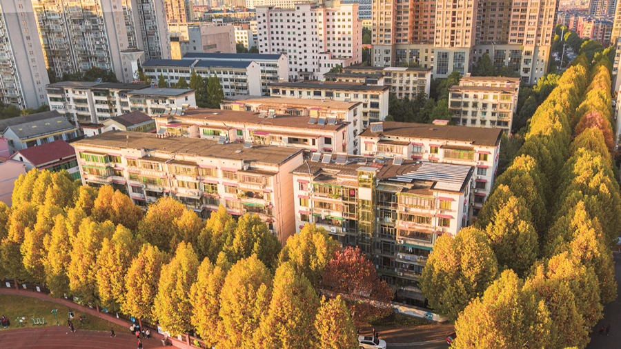 梧桐披“金” 美如畫卷