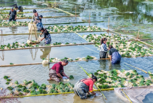 小雪至 農(nóng)事忙