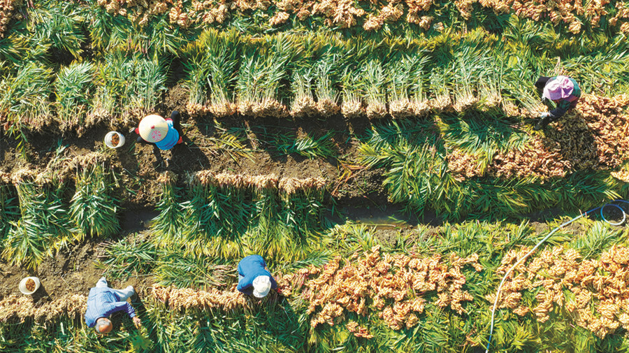 汝城小黄姜香飘海外