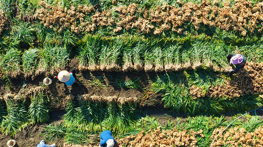 汝城小黃姜香飄海外