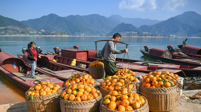 黃草鎮柑橘 坐船來趕集