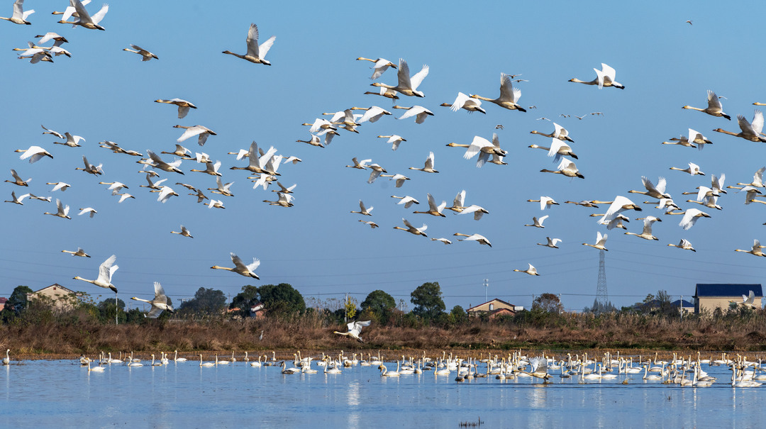 東古湖變身“天鵝湖”