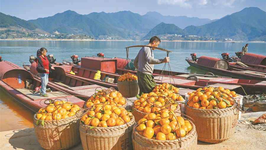 黄草镇柑橘 坐船来赶集
