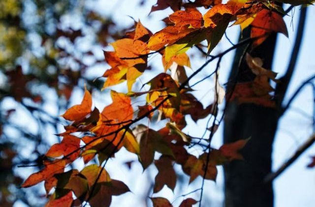 長沙發出“楓”情萬種邀請函！最佳觀賞期已定檔