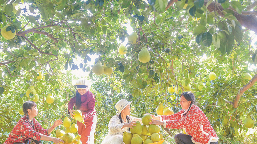 农旅融合促增收