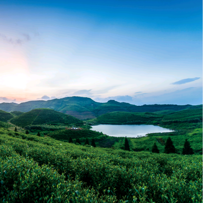 走一段茶路，探寻茶叶的原乡