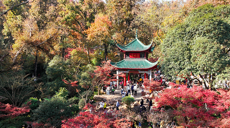 岳麓枫红醉游人