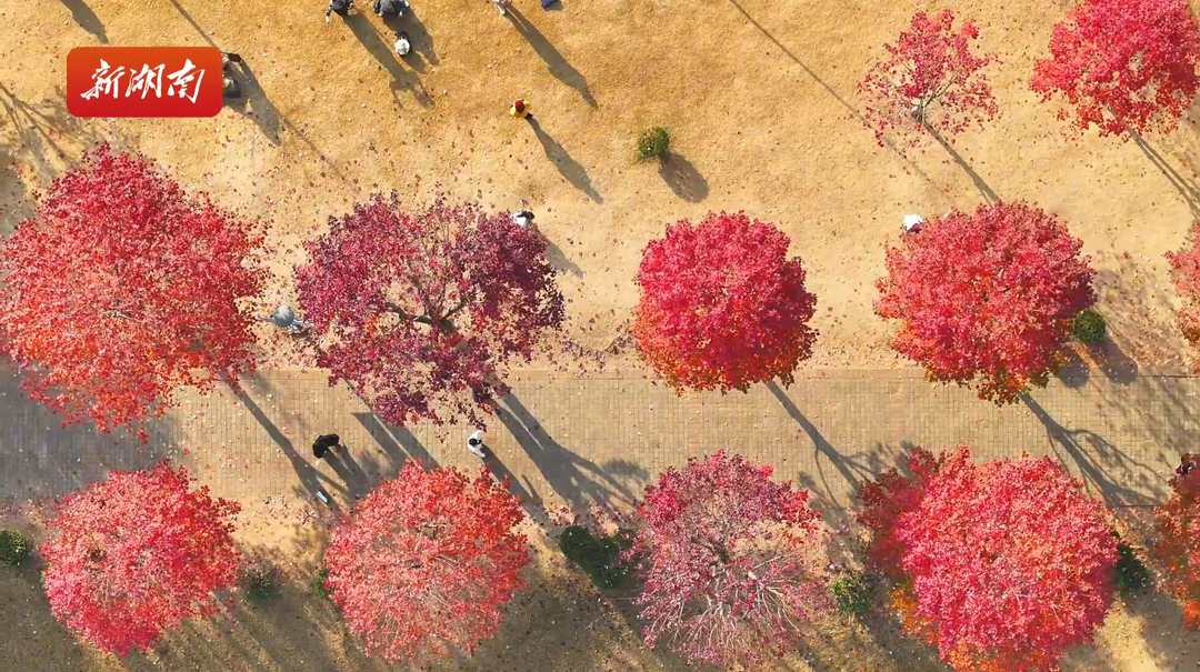 共赴一場紅楓浪漫