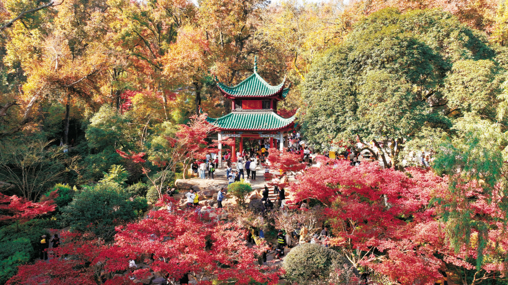 岳麓枫红醉游人