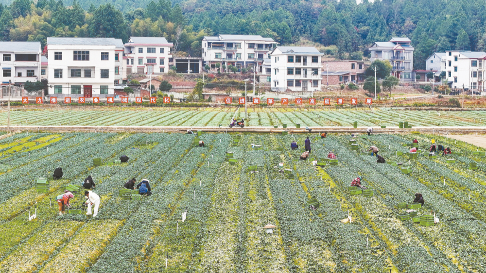 冬种蔬菜促增收