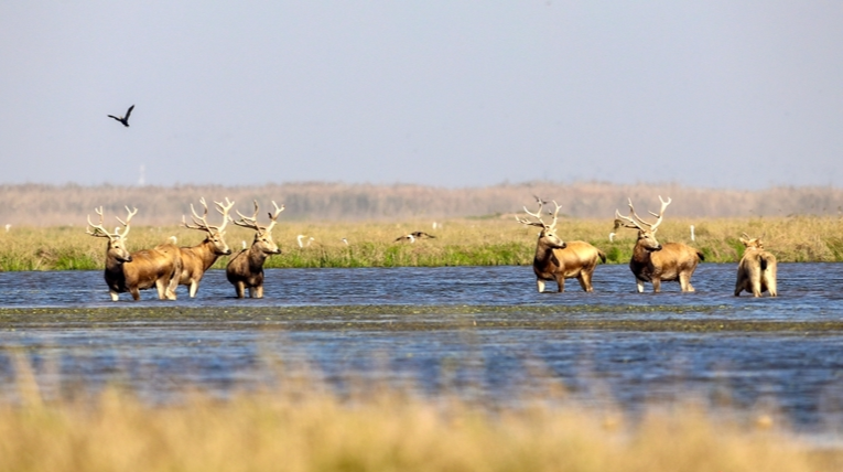 麋鹿“做客”南洞庭
