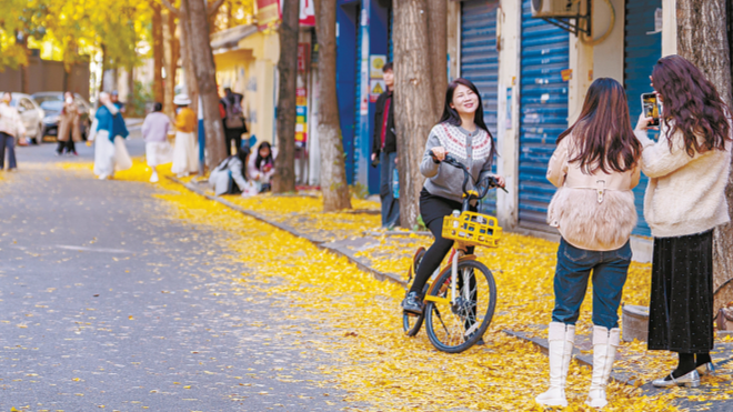 银杏染金冬意浓