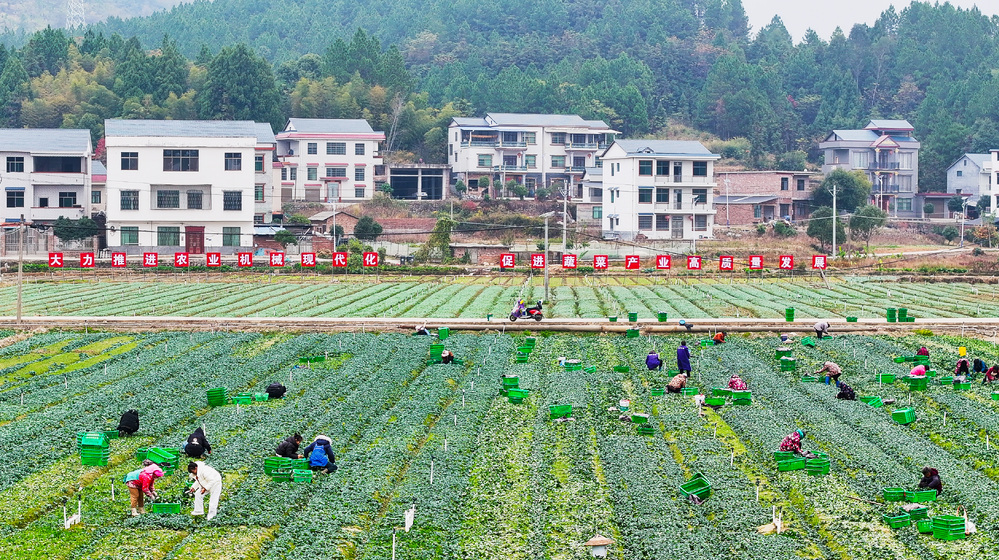 冬种蔬菜促增收