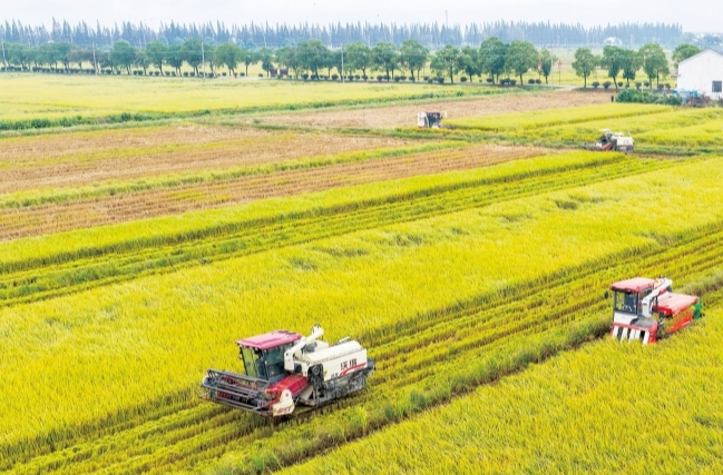 洞庭湖畔的“草根黄金梦”