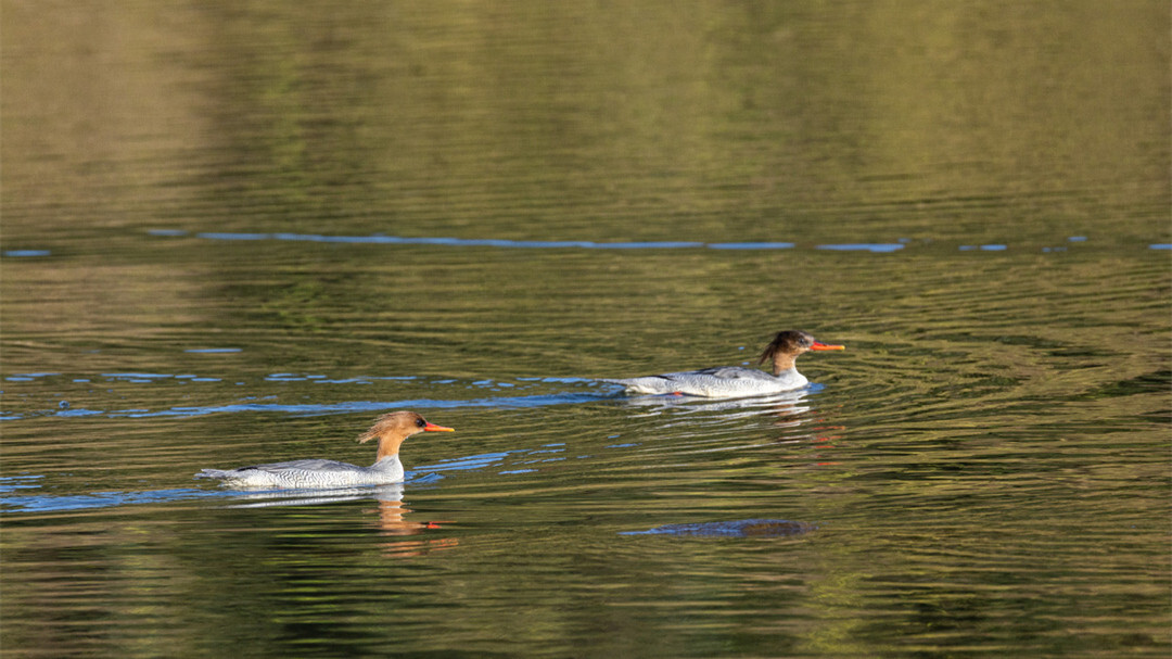 中华秋沙鸭现身汨罗江
