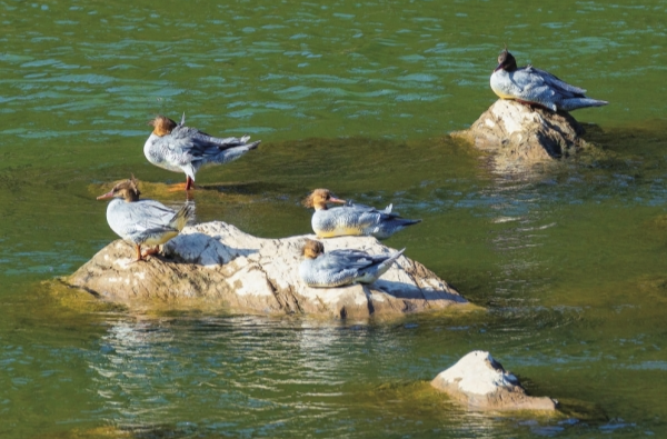 中华秋沙鸭现身汨罗江