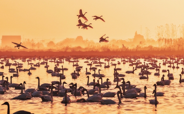 东古湖上天鹅舞