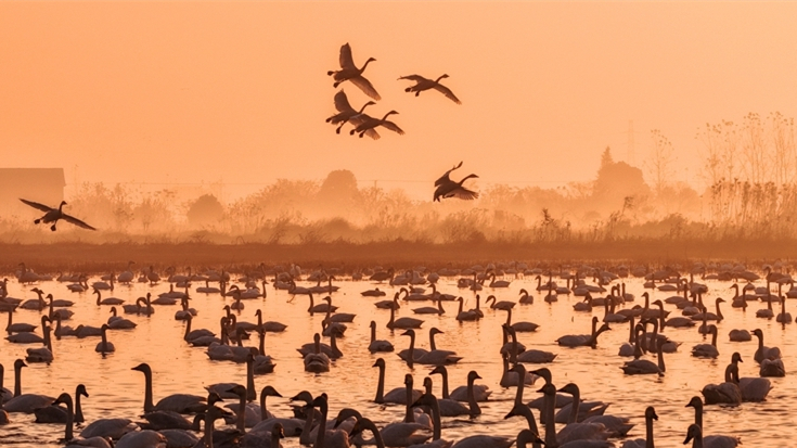 东古湖上天鹅舞
