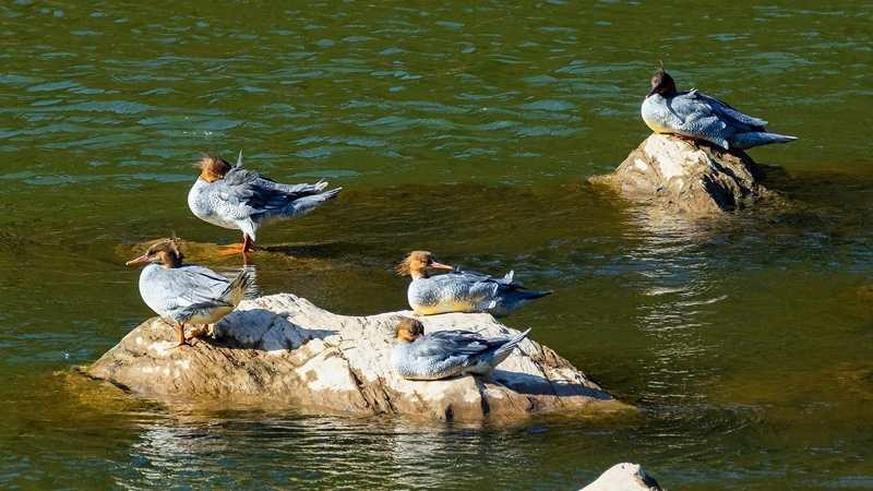 中华秋沙鸭现身汨罗江