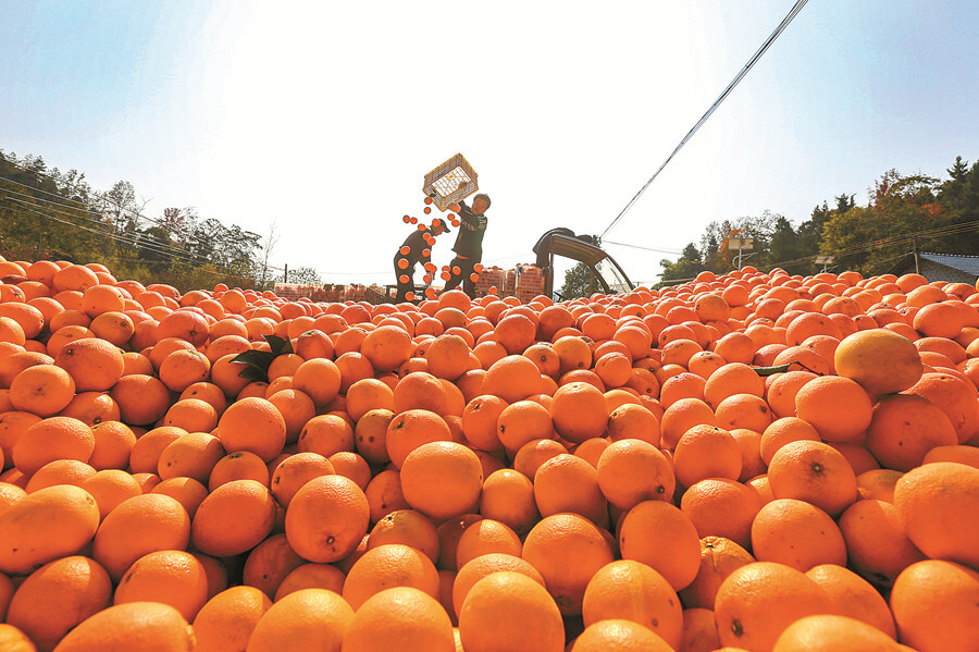 脐橙抢“鲜”上市
