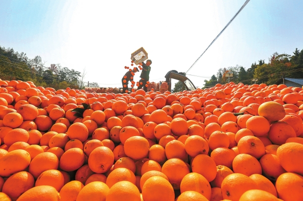 脐橙抢“鲜”上市