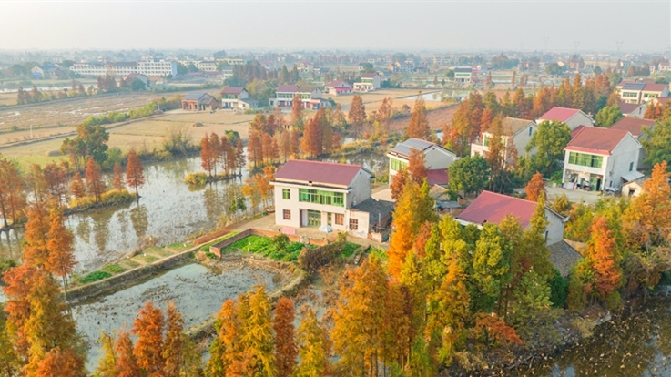 水杉扮靓美丽乡村