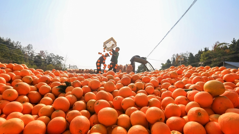 脐橙抢“鲜”上市
