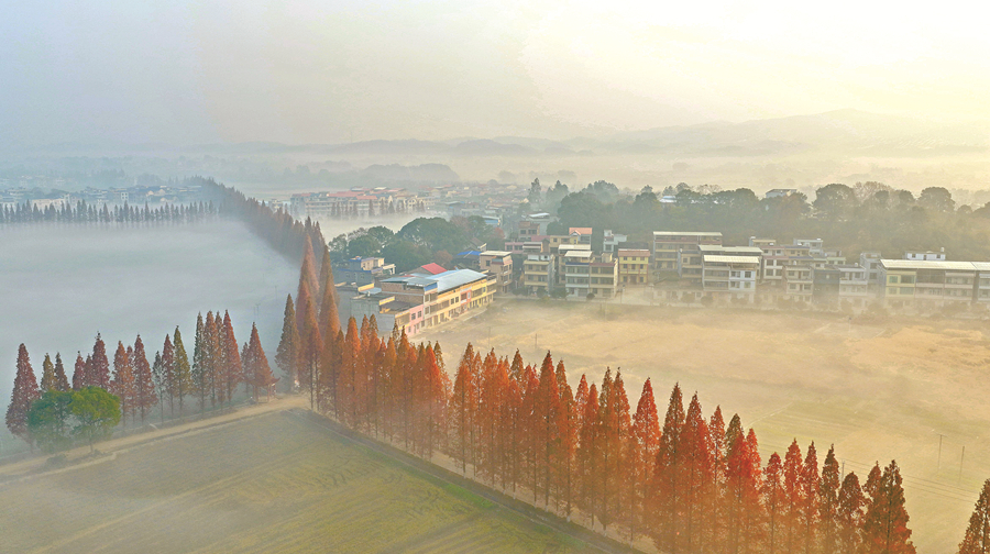 晨雾弥漫 如梦似幻