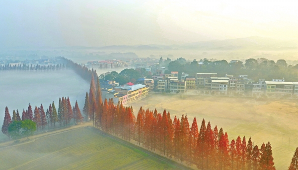 晨雾弥漫 如梦似幻