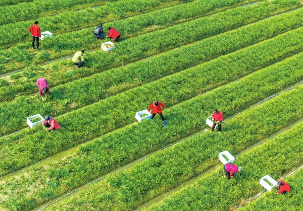 采收韭菜 供应市场