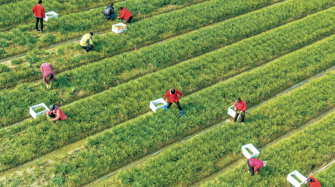 采收韭菜 供应市场