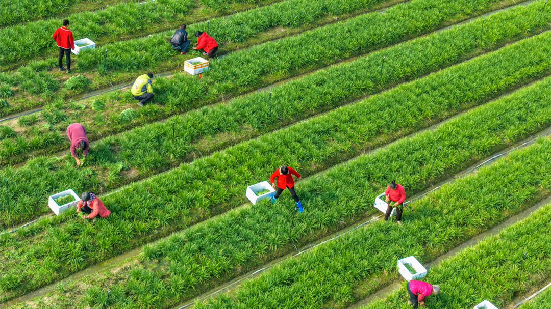 采收韭菜 供应市场
