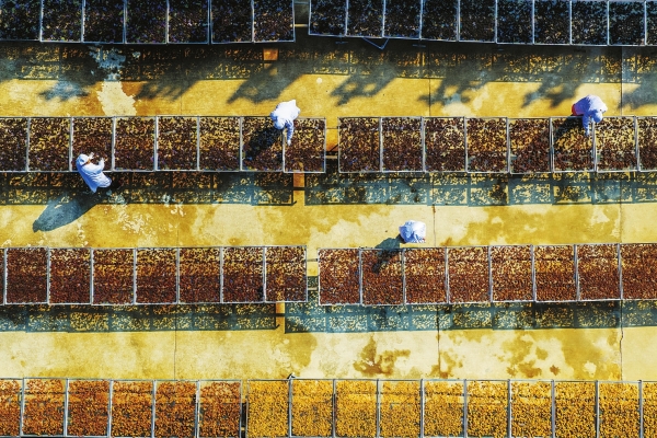 致富路上药飘香