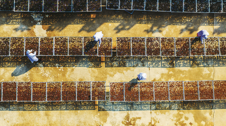 致富路上药飘香